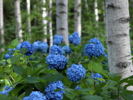 好きな「北海道のあじさいの名所」ランキング！ 「豊平公園 白樺林のアジサイ」を抑えた同率1位は？