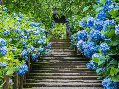 好きな「関東地方のあじさいの名所」ランキング！ 2位は神奈川県の「明月院」、1位は？