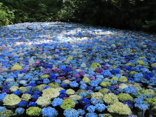 好きな「東北地方のあじさいの名所」ランキング！ 2位「国営みちのく杜の湖畔公園」、1位は？