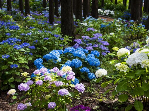 好きな「中部地方のあじさいの名所」ランキング！ 2位は静岡県の「三島スカイウォーク」、1位は？