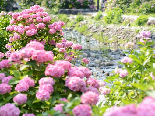 好きな「近畿地方のあじさいの名所」ランキング！ 2位「万博記念公園 自然文化園 あじさいの森」、1位は？