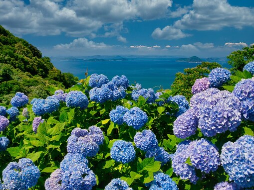 好きな「四国地方のあじさいの名所」ランキング！ 2位の香川県「紫雲出山」を抑えた1位は？