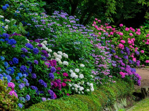 好きな「中国地方のあじさいの名所」ランキング！ 2位は島根県の「美保関あじさいロード」、1位は？