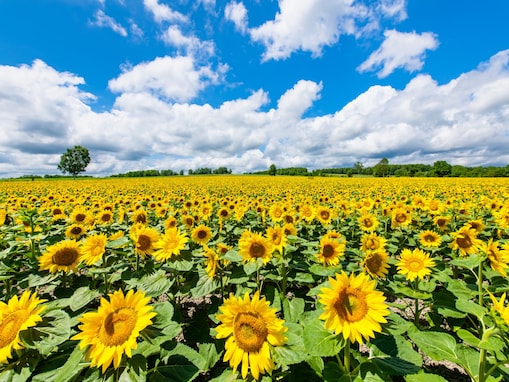 夏に行きたい「千葉県のひまわりの名所」ランキング！ 2位「ふなばしアンデルセン公園」、1位は？