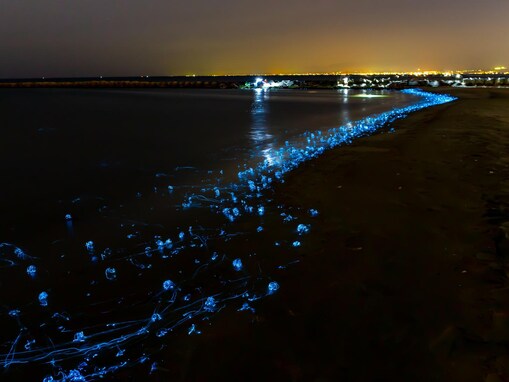 好き＆行ってみたい「富山県の絶景スポット」ランキング！ 2位「ホタルイカ群遊」、1位は？