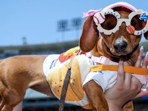 大谷翔平のデコピンは不在？ ドジャースファンの愛犬大集合！ 「みんないい顔してるねぇ〜」「可愛い」
