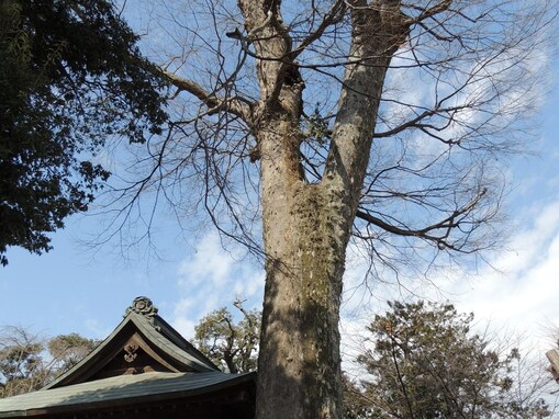 好き＆行ってみたい「愛媛県のパワースポット」ランキング！ 2位は「広瀬神社のケヤキ」、1位は？