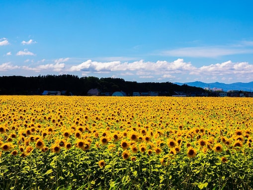 北海道民が選んだ「住みここち（自治体）」ランキング！ 2位「上川郡東神楽町」、1位は？