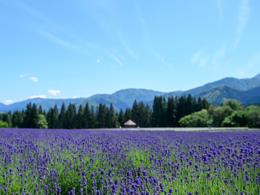 秋田県民が選んだ「街の住みここち（自治体）」ランキング！ 2位「仙北郡美郷町」、1位は？