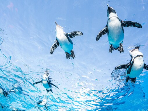 「夏に行きたい東京都の避暑観光地」ランキング！2位「サンシャイン水族館」、1位は？【2025年調査】