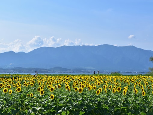 滋賀県民が選んだ「住みここち（自治体）」ランキング！ 2位「守山市」、1位は？【2025年調査】