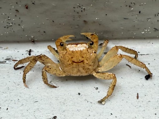 「なんか良いことありそう」二宮和也、ほっこりポストに反響！ 「笑ってるw」「めっちゃかわいい」