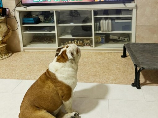 「やきもち焼いてる」北斗晶、息子出演のテレビ見つめる愛犬の姿に「ガン見してますね」と反響！