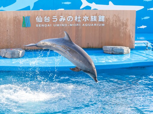 好き＆行ってみたい「東北の水族館」ランキング！ 2位「仙台うみの杜水族館」、1位は？【2025年調査】