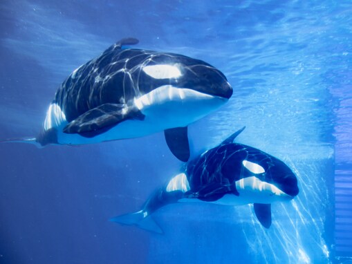 好き＆行ってみたい「中部地方の水族館」ランキング！ 2位「名古屋港水族館」、1位は？【2025年調査】