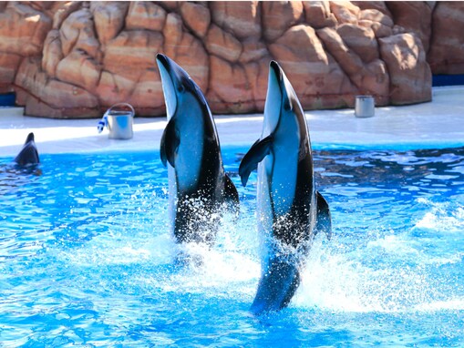 好き&行ってみたい「近畿の水族館」ランキング！ 2位「アドベンチャーワールド」、1位は？【2025調査】