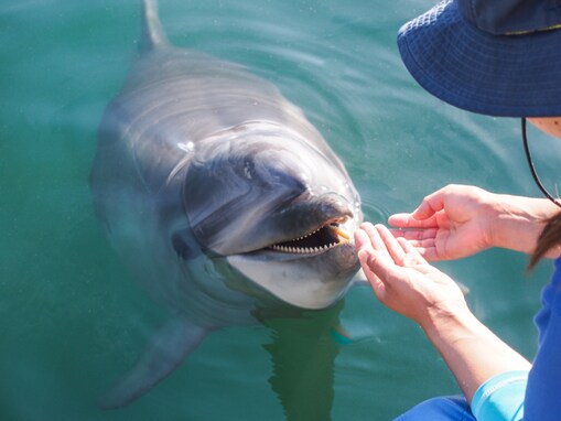 好き&行ってみたい「四国の水族館」ランキング！ 2位「日本ドルフィンセンター」、1位は？【2025調査】