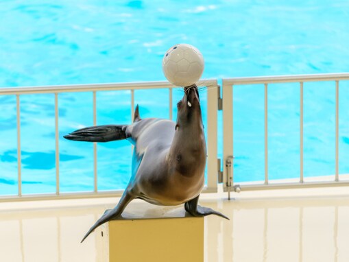 好き＆行ってみたい「九州・沖縄の水族館」ランキング！ 2位「マリンワールド海の中道」、1位は？