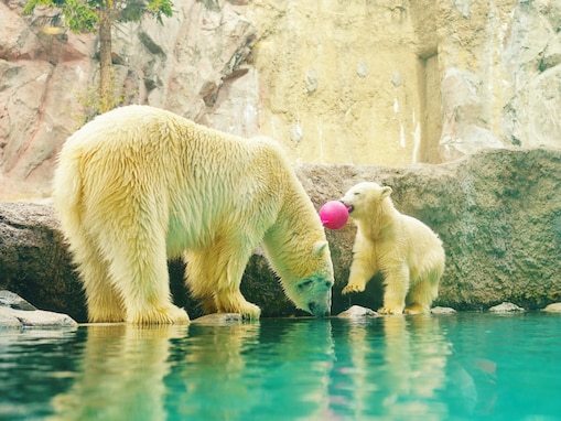 「好き＆行ってみたい水族館」ランキング！ 2位「旭川市 旭山動物園」、圧倒的1位は？ 【2025年調査】