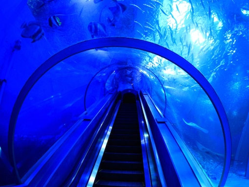 「デートで行きたい水族館」ランキング！ 2位「横浜・八景島シーパラダイス」、1位は？ 【2025年調査】