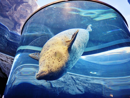 「展示が魅力的だと思う水族館」ランキング！ 2位「旭川市 旭山動物園」を抑えた1位は？【2025年調査】