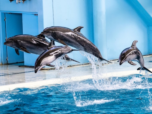 「ショーが魅力的な水族館」ランキング！ 2位「横浜・八景島シーパラダイス」、圧倒的1位は？【2025年調査】