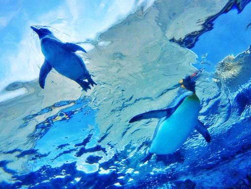 「夏休みに行きたい」水族館ランキング！ 2位「旭川市 旭山動物園」と1票差の1位は？【2025年調査】