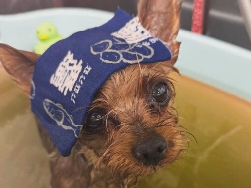 「虹の橋へ旅立ちました」浜崎あゆみ、愛犬・オレオの死を報告。「最期は家族に囲まれていました」