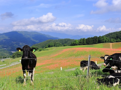 夏に行きたい「埼玉県の絶景ドライブスポット」ランキング！ 2位は「秩父高原牧場」周辺ルート、1位は？