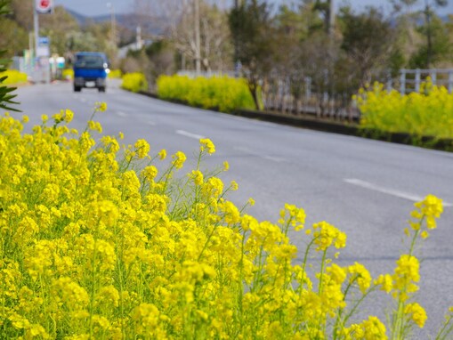 夏に行きたい「千葉県の絶景ドライブスポット」ランキング！ 「房総フラワーライン」を抑えた1位は？