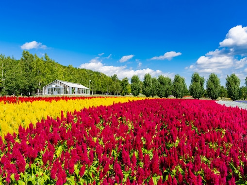 夏に行きたい「北海道の絶景ドライブスポット」ランキング！ 2位「ファーム富田と美瑛の丘」を抑えた1位は？