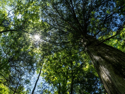 夏に行きたい「愛知県の穴場秘境」ランキング！ 2位「段戸裏谷原生林（きららの森）」、では1位は？