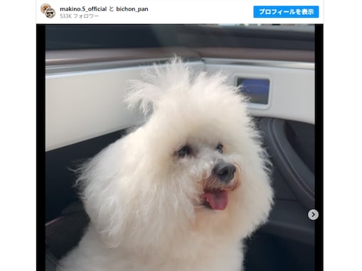 「イケナイ太陽」槙野智章、愛犬の“あらあら…”な姿を公開「ふさふさの頭がww」「可愛さしかない！」
