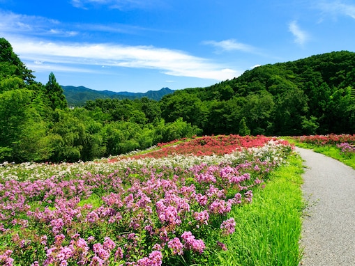 好き＆行ってみたい「埼玉県の森林浴スポット」ランキング！ 2位「秩父ミューズパーク」、1位は？【2025年調査】