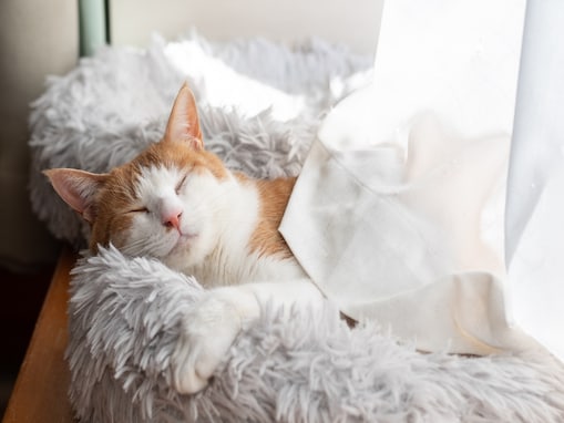 知ればもっと猫が愛おしい！ クスッと笑えてためになる、猫好きのための「猫造語」10選