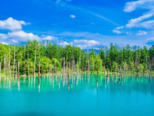 好き＆行ってみたい「北海道の森林浴スポット」ランキング！ 2位「青い池」を抑えた1位は？【2025年調査】
