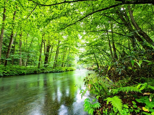 好き＆行ってみたい「青森県の森林浴スポット」ランキング！ 2位「奥入瀬渓流」を抑えた1位は？【2025年調査】