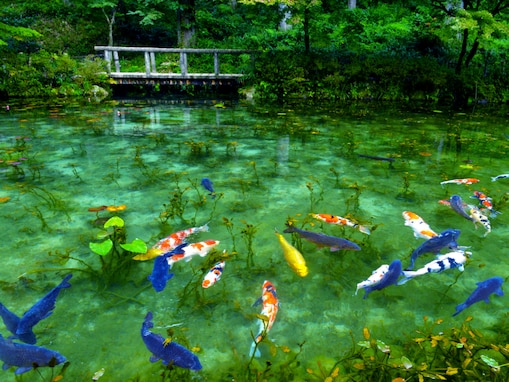 好き＆行ってみたい「岐阜県の森林浴スポット」ランキング！ 2位「モネの池」を抑えた1位は？【2025年調査】