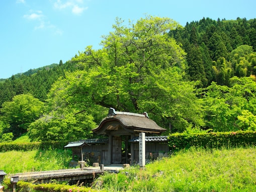 好き＆行ってみたい「福井県の森林浴スポット」ランキング！ 2位「一乗谷朝倉氏遺跡」を抑えた1位は？【2025年調査】