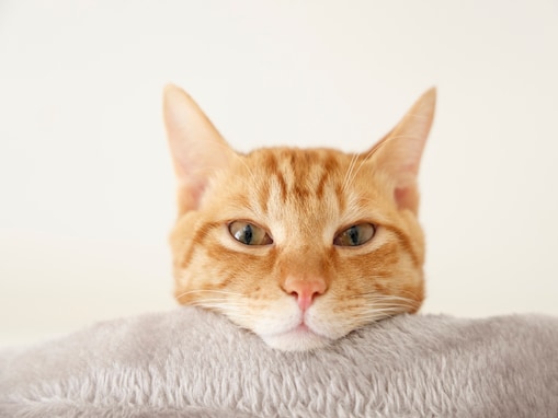 アンモニャイト、イカ耳、猫転送装置…どんな状態!? 気になる10個の猫造語