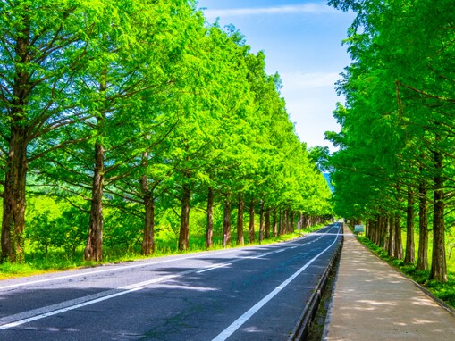 好き＆行ってみたい「滋賀県の森林浴スポット」ランキング！ 2位「マキノ高原メタセコイア並木」を抑えた1位は？【2025年調査】