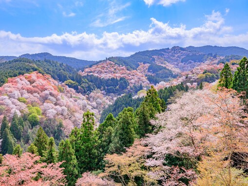 好き＆行ってみたい「奈良県の星空スポット」ランキング！ 同率2位「吉野山」「十津川温泉」、1位は？【2025年調査】