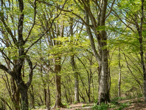 好き&行ってみたい「佐賀県の森林浴スポット」ランキング！ 2位「広川原キャンプ場周辺森林」、1位は？