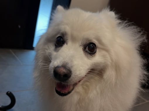 蓮舫氏、「うるる、虹の橋を渡りました」愛犬の死去を報告。「そんな‥。早すぎる‥」「ほんとにお辛いですね」