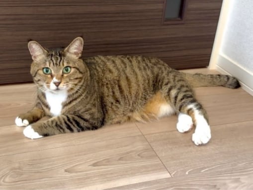 「泣いちゃいました」愛猫家YouTuber、『病気が見つかりました』と報告。「心が裂けそうです」「がんばれ！」