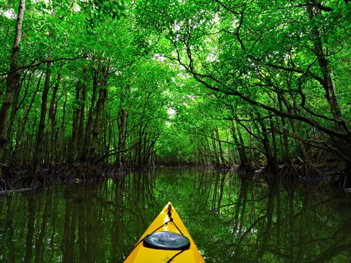 森林浴の森百選で行ってみたい「九州・沖縄の森」ランキング！ 2位「西表自然休養林」、堂々の1位は？