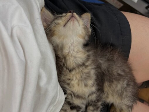 「新しい仲間が増えたね！」990万人超えYouTuber、保護猫と眠る姿に「世界一幸せな猫」の声