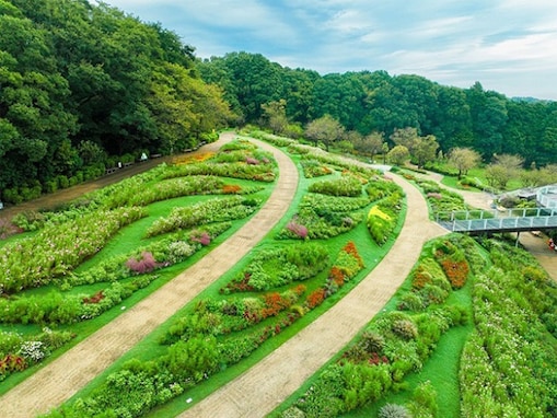 コスモスなど15万本の秋の花が彩る「夕焼け色の丘」へ！ 横浜・里山ガーデンフェスタの見どころ