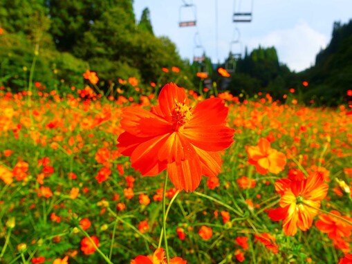 北海道・東北地方の「コスモスの名所」ランキング！ 2位「面白山高原コスモスベルグ」、1位は？