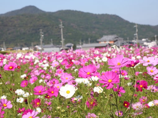 行ってみたい「近畿地方のコスモスの名所」ランキング！ 2位「夢コスモス園」を大差で抑えた1位は？